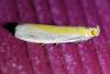 Oncocera semirubella